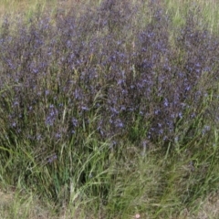 Dianella revoluta var. revoluta at Latham, ACT - 8 Nov 2021