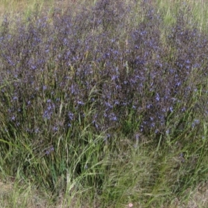 Dianella revoluta var. revoluta at Latham, ACT - 8 Nov 2021