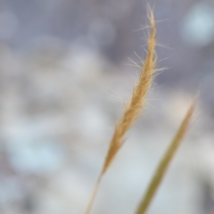 Dichelachne sp. (Plume Grasses) at Wamboin, NSW - 16 Dec 2020 by natureguy