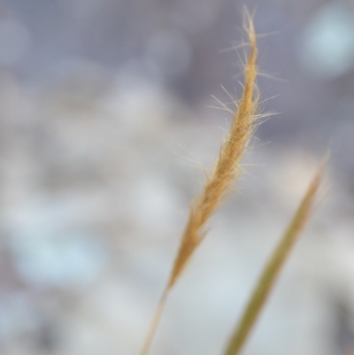 Dichelachne sp. (Plume Grasses) at Wamboin, NSW - 16 Dec 2020 by natureguy