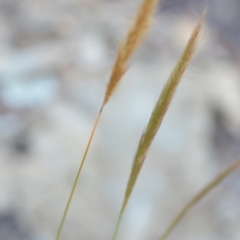 Dichelachne sp. at Wamboin, NSW - 16 Dec 2020