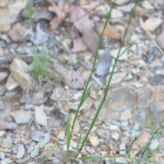 Dichelachne sp. at Wamboin, NSW - 16 Dec 2020