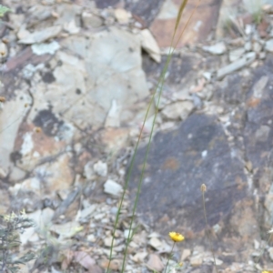 Dichelachne sp. at Wamboin, NSW - 16 Dec 2020