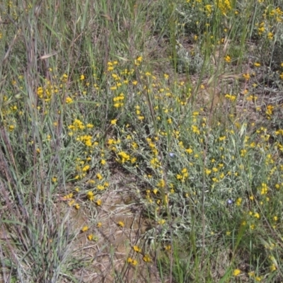 Chrysocephalum apiculatum (Common Everlasting) at Latham, ACT - 8 Nov 2021 by pinnaCLE