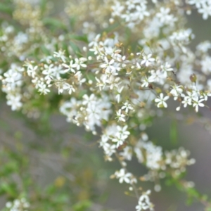 Bursaria spinosa at Wamboin, NSW - 16 Dec 2020