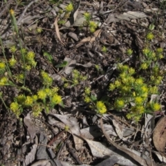 Triptilodiscus pygmaeus (Annual Daisy) at Latham, ACT - 8 Nov 2021 by pinnaCLE