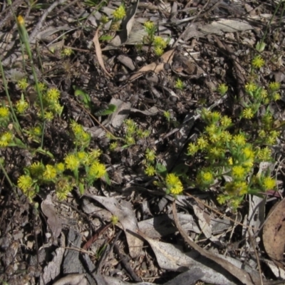 Triptilodiscus pygmaeus (Annual Daisy) at Latham, ACT - 8 Nov 2021 by pinnaCLE