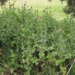 Silybum marianum at Latham, ACT - 10 Nov 2021