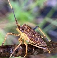 Poecilometis strigatus (Gum Tree Shield Bug) at Stromlo, ACT - 13 Nov 2021 by AJB