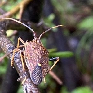 Poecilometis strigatus at Stromlo, ACT - 13 Nov 2021