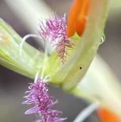 Rytidosperma pallidum (Red-anther Wallaby Grass) at Molonglo Valley, ACT - 13 Nov 2021 by AJB