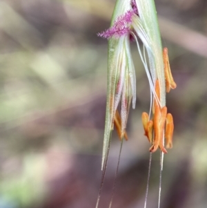 Rytidosperma pallidum at Molonglo Valley, ACT - 13 Nov 2021