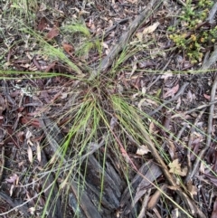 Rytidosperma pallidum at Molonglo Valley, ACT - 13 Nov 2021