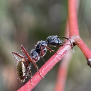 Camponotus suffusus at Karabar, NSW - 14 Nov 2021 02:42 PM