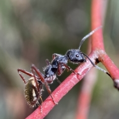 Camponotus suffusus at Karabar, NSW - 14 Nov 2021