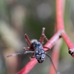 Camponotus suffusus at Karabar, NSW - 14 Nov 2021