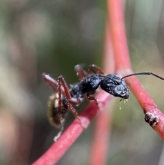 Camponotus suffusus at Karabar, NSW - 14 Nov 2021 02:42 PM