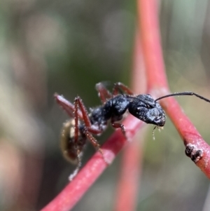 Camponotus suffusus at Karabar, NSW - 14 Nov 2021