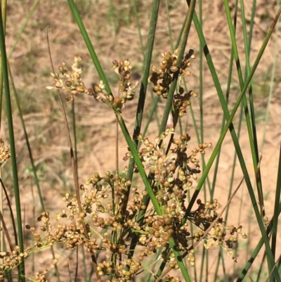 Juncus usitatus (Common Rush) at Pialligo, ACT - 18 Jan 2021 by JaneR