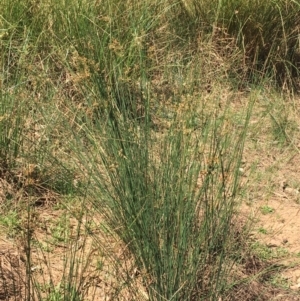 Juncus usitatus at Pialligo, ACT - 18 Jan 2021