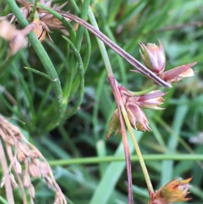 Juncus homalocaulis (A Rush) at Mount Majura - 14 Jan 2021 by JaneR