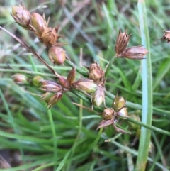 Juncus homalocaulis at Hackett, ACT - 14 Jan 2021