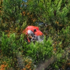 Callocephalon fimbriatum (Gang-gang Cockatoo) at Tennent, ACT - 9 Nov 2021 by Harrisi
