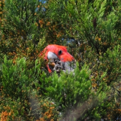 Callocephalon fimbriatum (Gang-gang Cockatoo) at Tennent, ACT - 8 Nov 2021 by Harrisi