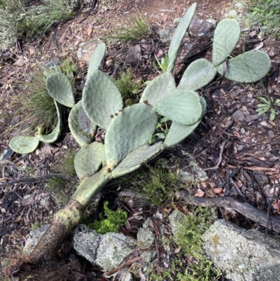 Opuntia ficus-indica (Indian Fig, Spineless Cactus) at Googong, NSW - 14 Nov 2021 by SteveBorkowskis