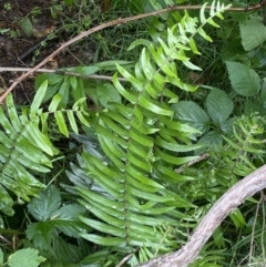 Pellaea falcata (Sickle Fern) at Karabar, NSW - 14 Nov 2021 by SteveBorkowskis