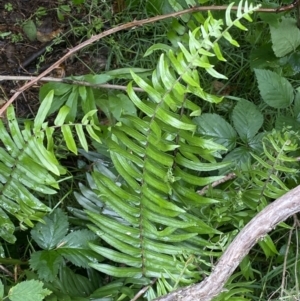 Pellaea falcata at Karabar, NSW - suppressed