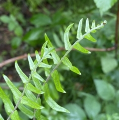 Pellaea falcata at Karabar, NSW - suppressed