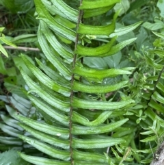 Pellaea falcata at Karabar, NSW - suppressed