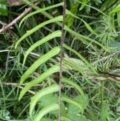 Pellaea falcata at Karabar, NSW - suppressed