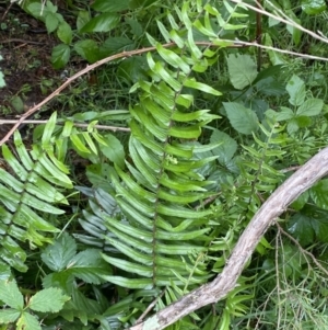 Pellaea falcata at Karabar, NSW - suppressed