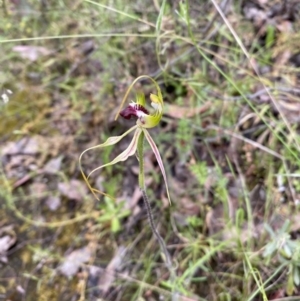 Caladenia atrovespa at Karabar, NSW - 14 Nov 2021