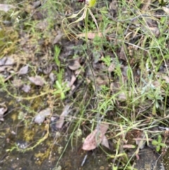 Caladenia atrovespa at Karabar, NSW - 14 Nov 2021