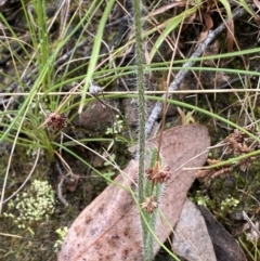 Caladenia atrovespa at Karabar, NSW - 14 Nov 2021