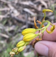 Bulbine bulbosa at Karabar, NSW - 14 Nov 2021