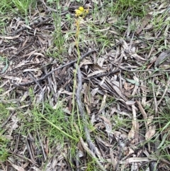 Bulbine bulbosa at Karabar, NSW - 14 Nov 2021