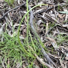 Bulbine bulbosa at Karabar, NSW - 14 Nov 2021