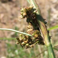 Juncus vaginatus (Clustered Rush) at Campbell, ACT - 20 Jan 2021 by JaneR