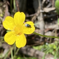 Ranunculus lappaceus at Karabar, NSW - 14 Nov 2021 02:49 PM