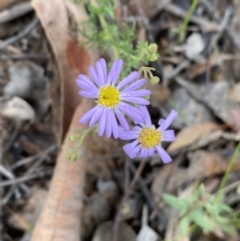 Brachyscome rigidula (Hairy Cut-leaf Daisy) at Karabar, NSW - 14 Nov 2021 by Steve_Bok