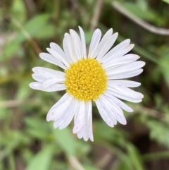 Erigeron karvinskianus at Karabar, NSW - 14 Nov 2021 by Steve_Bok