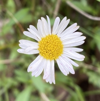 Erigeron karvinskianus at Karabar, NSW - 14 Nov 2021 by SteveBorkowskis