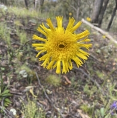 Podolepis jaceoides (Showy Copper-wire Daisy) at Karabar, NSW - 14 Nov 2021 by SteveBorkowskis