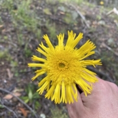 Podolepis jaceoides at Karabar, NSW - 14 Nov 2021