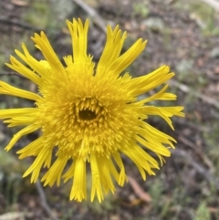 Podolepis jaceoides at Karabar, NSW - 14 Nov 2021