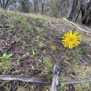 Podolepis jaceoides at Karabar, NSW - 14 Nov 2021